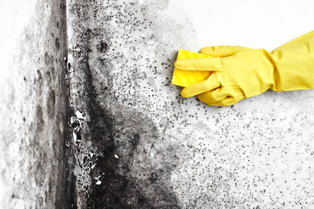 Best Commercial Mold Removal  in Dorothy, NJ