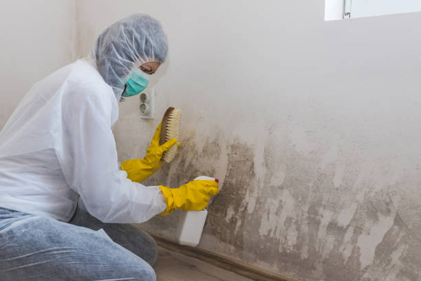 Best Black Mold Removal  in Dorothy, NJ