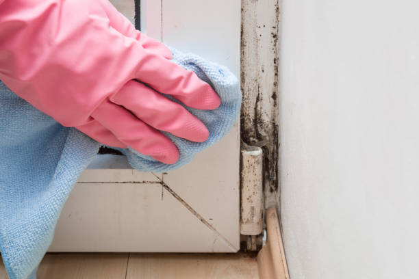 Best Home Mold Removal  in Dorothy, NJ