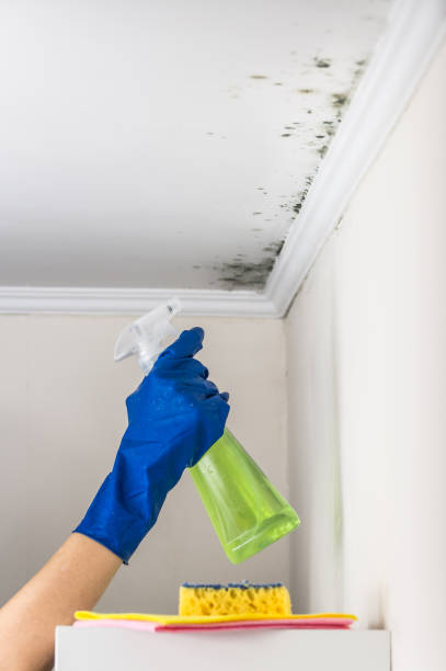 Best Residential Mold Removal  in Dorothy, NJ